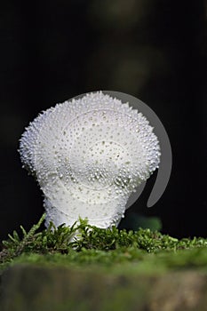 Lycoperdon perlatum, popularly known as the common puffball, warted puffball, gem-studded puffball or devil\'s snuff-box,