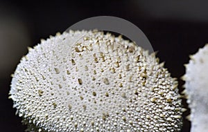 Lycoperdon perlatum, popularly known as the common puffball, warted puffball, gem-studded puffball or devil\'s snuff-box