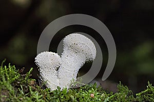 Lycoperdon perlatum, popularly known as the common puffball, warted puffball, gem-studded puffball or devil\'s snuff-box