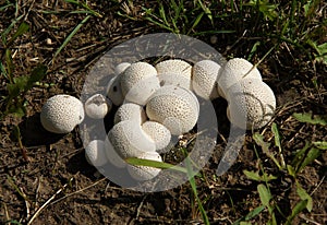 Lycoperdon perlatum or puffball