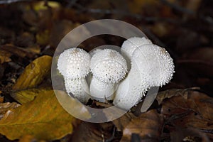 Lycoperdon perlatum is the type species of the genus Lycoperdon.