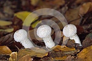 Lycoperdon perlatum is the type species of the genus Lycoperdon.