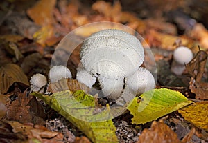 Lycoperdon perlatum is the type species of the genus Lycoperdon.