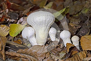 Lycoperdon perlatum is the type species of the genus Lycoperdon.