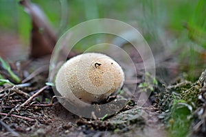 Lycoperdon pratense, commonly known as the meadow puffball