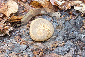 Lycoperdon puffball mushrooms in polish forest