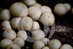 Lycoperdon pyriforme