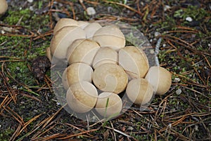 Lycoperdon pyriforme, commonly known as the pear-shaped puffball or stump puffball.