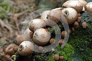 Lycoperdon pyriforme fungi photo
