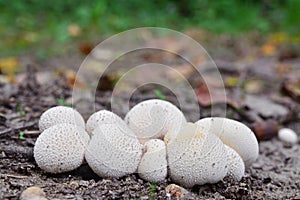 Lycoperdon pyriforme mushroom