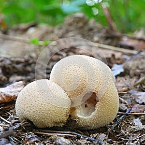 Lycoperdon pyriforme mushroom