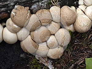 Lycoperdon pyriforme mushroom in the forest