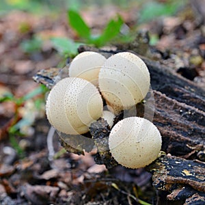 Lycoperdon pyriforme mushroom photo