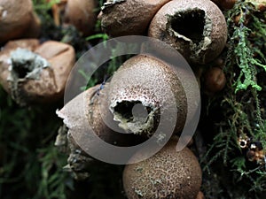 Lycoperdon pyriforme Mushrooms