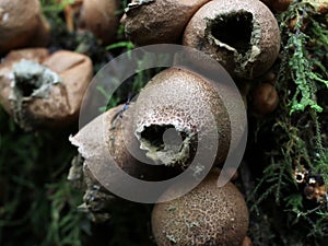 Lycoperdon pyriforme Mushrooms photo