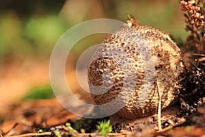 Lycoperdon umbrinum autumn mushroom growing in soil