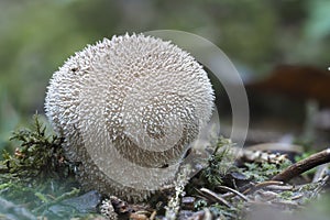 The Lycoperdon umbrinum is an edible puffball mushroom photo