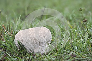 The Lycoperdon utriforme is an edible mushroom