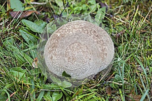 The Lycoperdon utriforme is an edible mushroom
