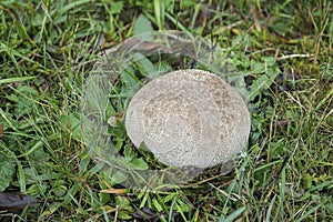 The Lycoperdon utriforme is an edible mushroom