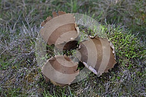 Lycoperdon utriforme, is a species of the puffball family Lycoperdaceae