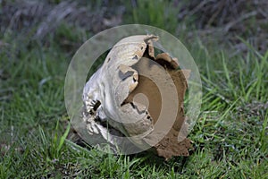 Lycoperdon utriforme, is a species of the puffball family Lycoperdaceae