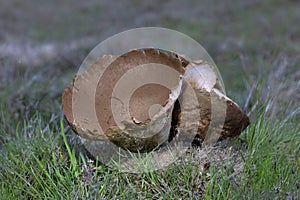 Lycoperdon utriforme, is a species of the puffball family Lycoperdaceae.