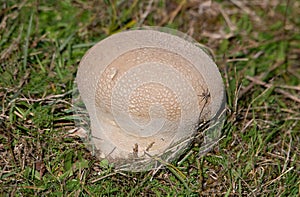 Lycoperdon utriforme, is a species of the puffball family Lycoperdaceae photo