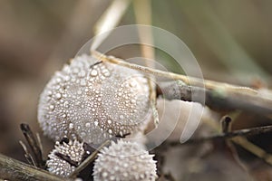 Lycoperdum perlatumot puffball mushrooms close up