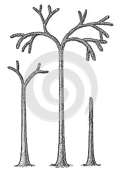 Lycopod tree illustration, drawing, engraving, ink, line art, vector