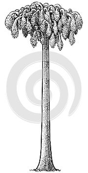 Lycopod tree illustration, drawing, engraving, ink, line art, vector