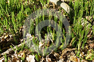 Lycopodiophyta, lycophyta, lycopods, botany, ground pines