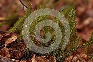 Lycopodium annotinum is growing in the wild in the wet forest in spring