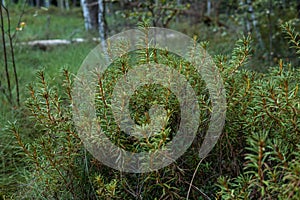 Lycopodium annotinum inside of a forest