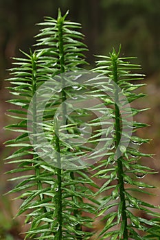 Lycopodium annotinum macro