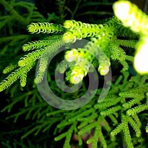 Lycopodium cernuum