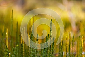 Lycopodium clavatum, club moss close up