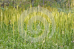 Lycopodium clavatum