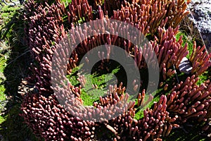 Lycopodium crassum, pÃ¡ramo vegetation in the Andes, Ecuador