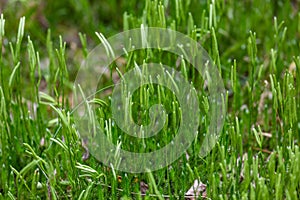 Lycopodium forest plant on a summer day