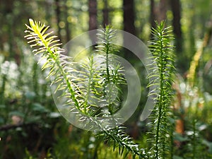 Lycopodium is a genus of clubmosses, ground pines or creeping cedars, in family Lycopodiaceae. Plants, with widely photo