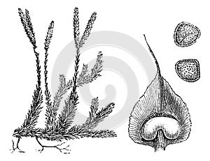 Lycopodium or Ground pines, vintage engraving