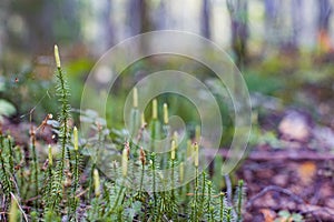 Lycopodium plant with spore cones, also known as ground pines or creeping cedars