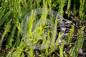 Lycopodium in spring.