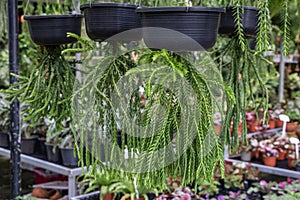 Lycopodium squarrosum,Huperzia plant or Tassle fern in a garden.