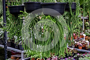 Lycopodium squarrosum,Huperzia plant or Tassle fern in a garden.