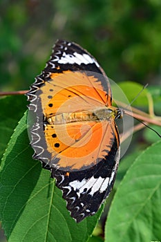 Lycorea Cleobaea Butterfly