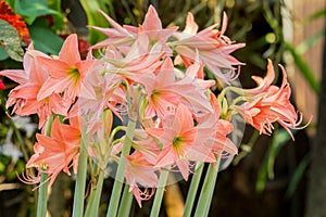 Lycoris amaryllis flowers