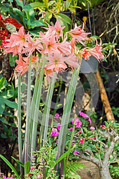 Lycoris amaryllis flowers