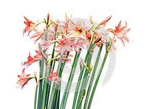 Lycoris amaryllis flowers